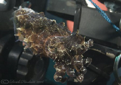 Cuttlefish on Mark's housing! Lembeh. D200,60mm. by Derek Haslam 